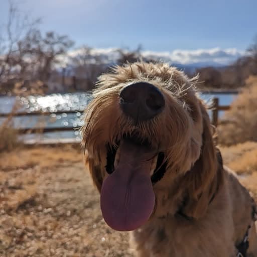 Mango the F1B Teddy Bear Goldendoodle