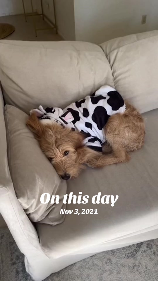Mango the Goldendoodle in a teddy bear cut, body length kept long