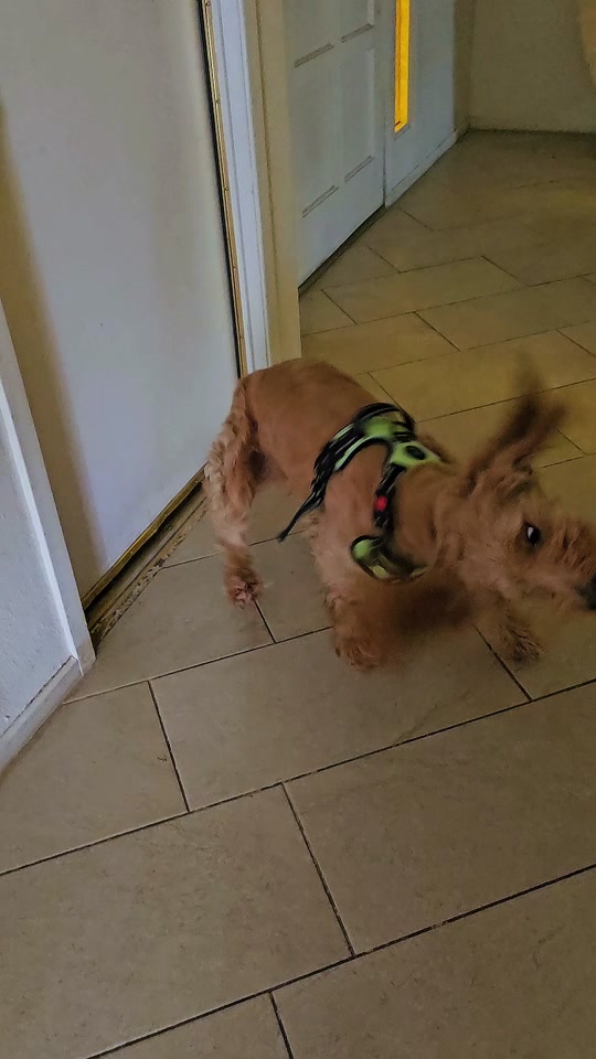 Mango the Goldendoodle on a Las Vegas walk in his everyday collar