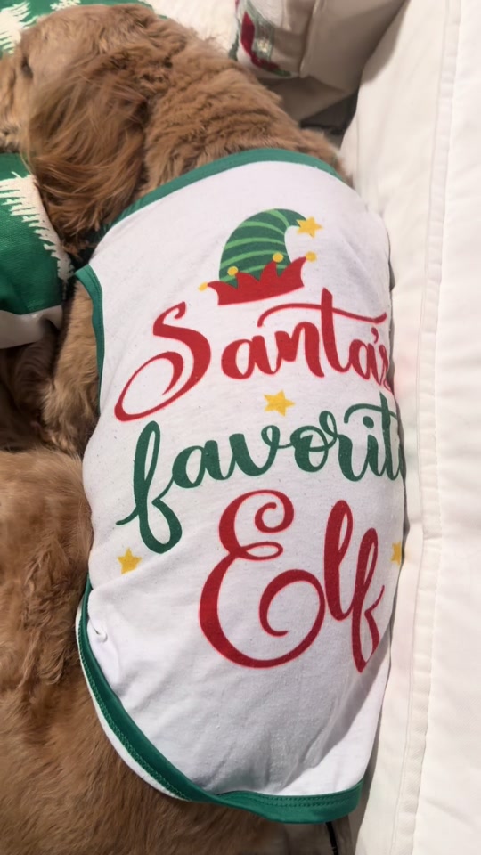 Mango the Goldendoodle. TikTok cover frame from @ourmangodoodle.