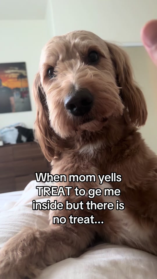 Mango the Goldendoodle gnawing on a tough rubber chew toy