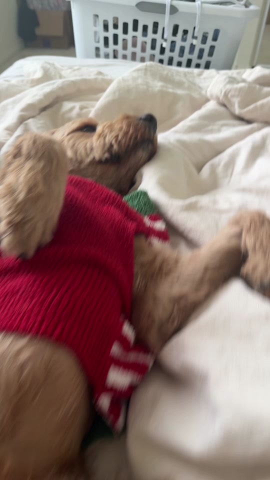 Mango the Goldendoodle mid fetch with a tennis ball