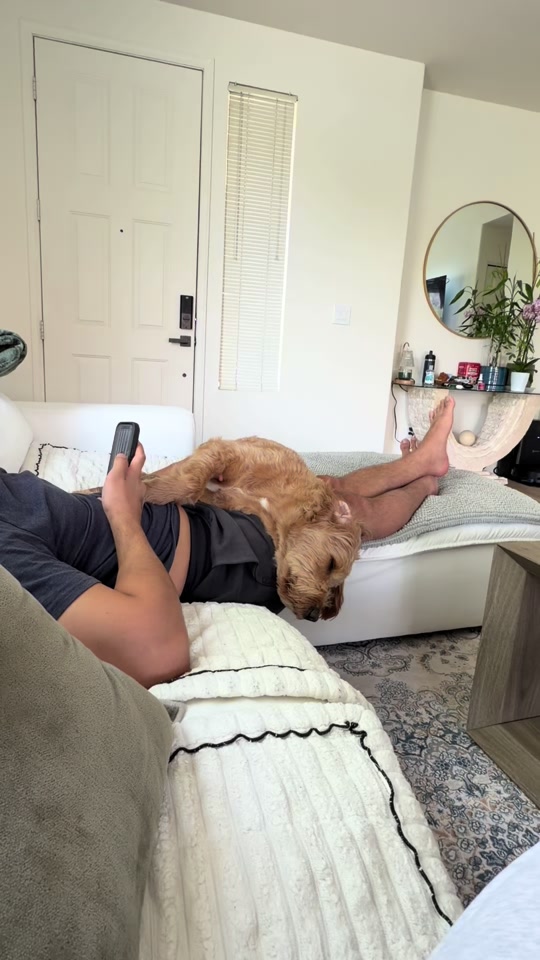Mango the Goldendoodle. TikTok cover frame from @ourmangodoodle.